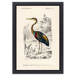 Painting Peacock Charles D'Orbigny in black frame