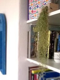 Tillandsia Usneoidus (Spanish Moss)
