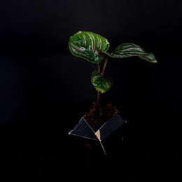 3OriBon - Sumi zwart