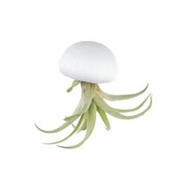 Luchtplantje hanger – zee-egel met tillandsia capitata – wit