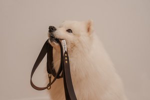 Weiche Lederleine von der flauschigen Welpenmarke, Länge 175 cm, Breite 3 cm, handgefertigt!