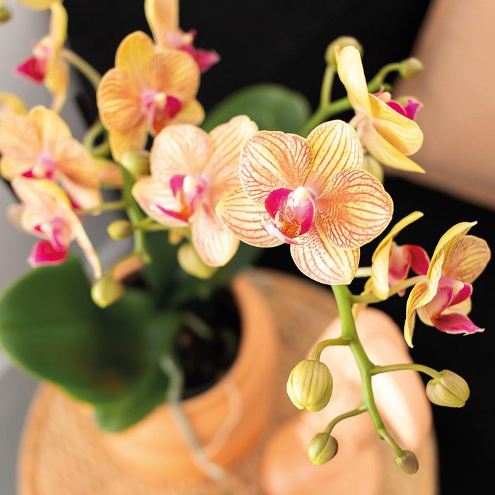 Hummingbird Orchids | Gift set Optimism small peach | Green