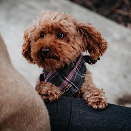 Hundebandana Lilla Tartan