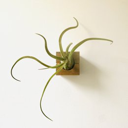 Cubo - Roble Oscuro