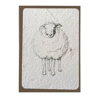 sheep