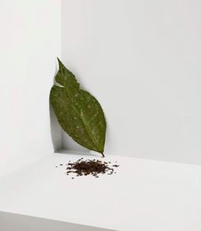 Darjeeling oolong tea with green tea leaves and loose tea leaves.