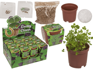Lucky clover in plastic pot,