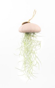 Air Plant Anhänger-Sea-Regent