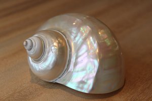 Turboweiß „Turbo marmoratus“
