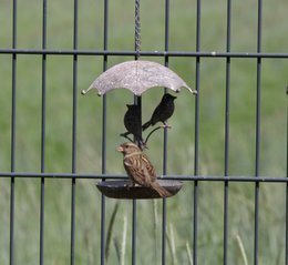 Bird bath for hanging made of metal - round