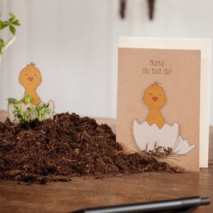 Saatstecker-Karte - Hurra, du bist da - Küken