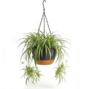 Hängetopf mit Ablauf - Schwarz - Auch als Blumentopf geeignet - Für drinnen und draußen - Wasserreservoir