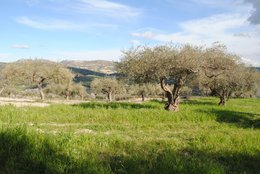 ITALIA | SICILIA | FLAVOURED Extra Virgin Olive Oil | ORANGE | 250 ml