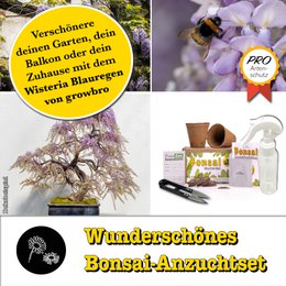 Bonsai - growbro - Kit de culture Wisteria avec cartes climatiques, cultivez votre propre bonsaï bro, cadeaux pour femmes et hommes, kit de démarrage bonsaï