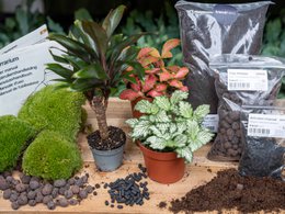  This plant terrarium package includes a palm plant, 3 terrarium plants, and a DIY terrarium kit with accessories like a rake, shovel, tweezer, and scissors. The package contains various plants in a natural, earthy-toned container, suitable for creating a miniature indoor garden.
