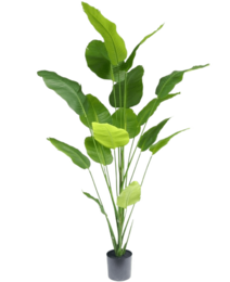  Tall artificial strelitzia plant with large green leaves, suitable for indoor use. Rustic kitchen interior with wooden beams, stone countertops, and decorative accents.