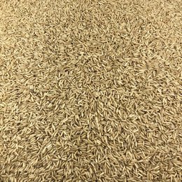 Organic Brown Rice in Bulk