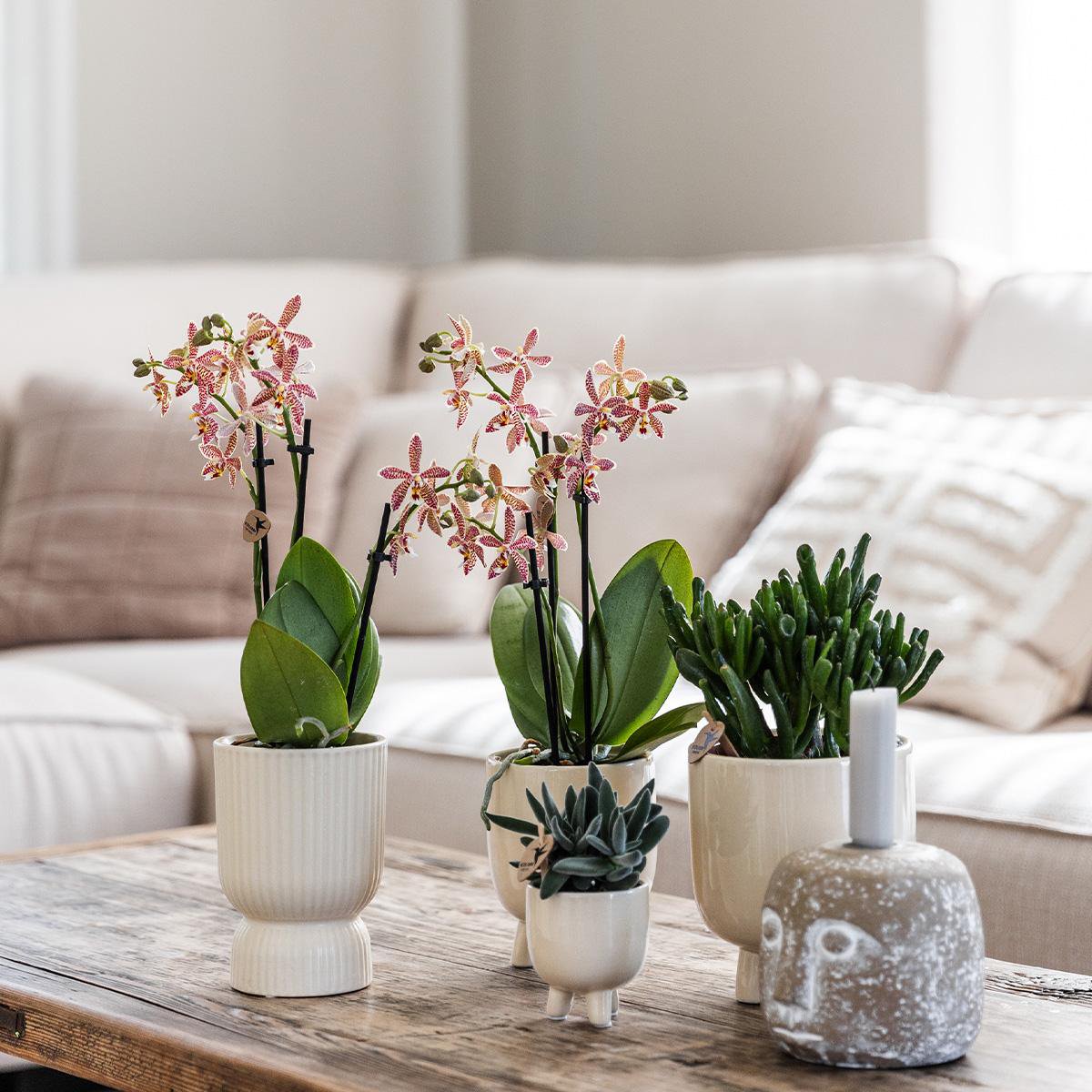 Hummingbird Orchids | red Phalaenopsis orchid - Congo + Diabolo