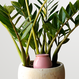  Pink self-watering pot, small round ceramic planter, brass spout, modern minimalist design, indoor plant container