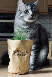 Home is where the cat is