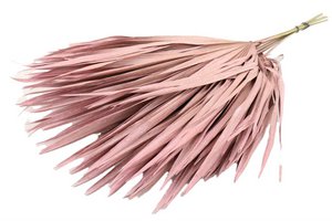 Chamerops Blätter, 10 Stk., 80cm, rosa/frosted pink