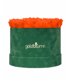 Colección Terciopelo Verde
