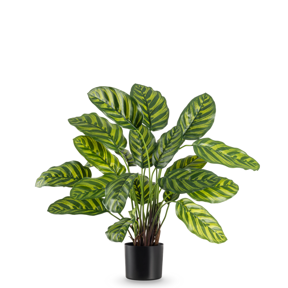 Künstliche Pflanze Calathea Makoyana 60 cm