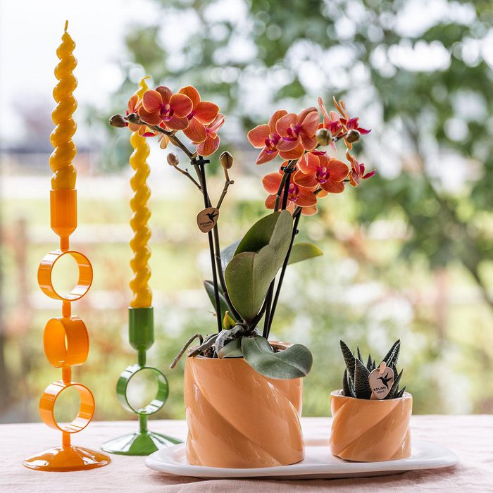 Orchidée Phalaenopsis orange - 9cm - Plante d'intérieur fleurie Orchidée Phalaenopsis orange - 9cm - Plante d'intérieur fleurie