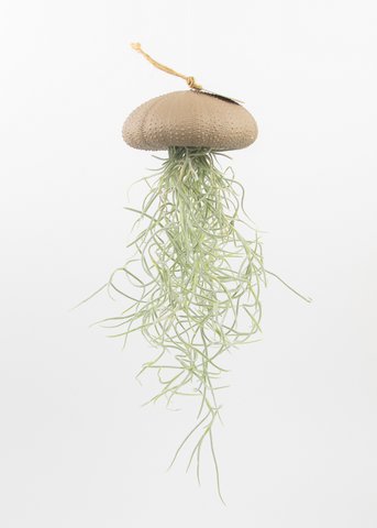 Luchtplantje hanger – zee-egel met tillandsia – taupe – large