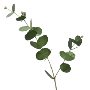 Decoratief bloemlichtgroen blad H73cm