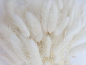 Lagurus Dalio wit 100 gr