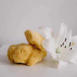 Facial natural sponge in gift box, medium