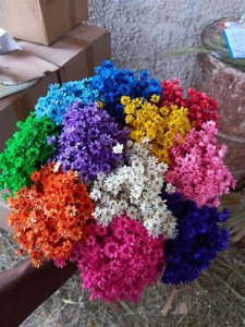 Glixia Mini-Sternblumen