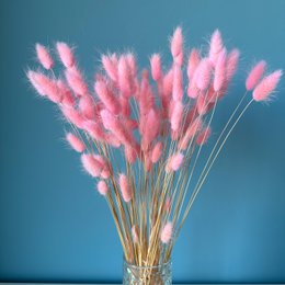 Bunny Tails (Lagurus) 50g Lys Pink
