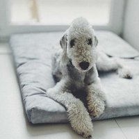 Mattress "Soft" for a dog and a cat- recycled