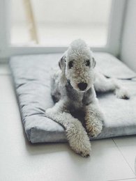 Soft, recycled mattress for dogs and cats in various sizes and colors including blue, dark, plum, light gray, pink, ochre, light green, khaki, navy, black, and dark green.