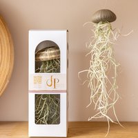 Geschenkverpakking – voor zee-egel met luchtplantje