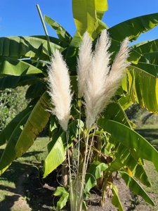 Natürliche Pampasgräser X10