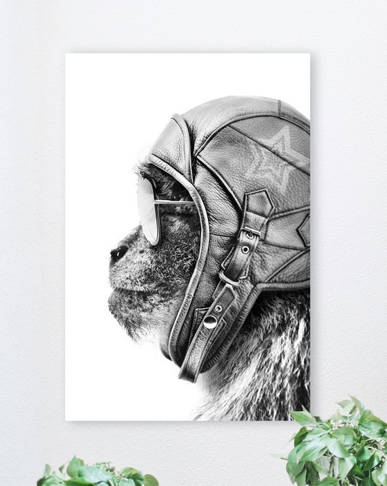 Aviator Monkey