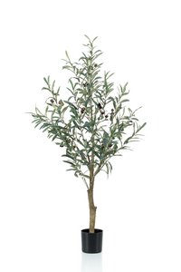 Art Olivenbaum - Olea Europaea - Olivenbaum - 115 cm