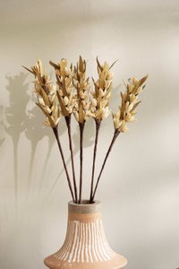 Malar Bakuli Dry Stems – Natural – Preserved Botanical Decor – Set of 5