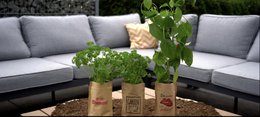 Les amis sont comme des herbes (origan)