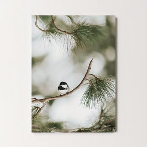 Postcard Greeting Card Coal Tit (PK_104)