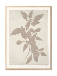 Botanical print featuring a plant with large leaves and branches. Neutral tones of beige and brown create a natural, earthy aesthetic. Suitable for home decor or nature-inspired artwork.