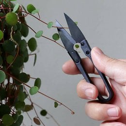 Black bonsai pruning shears with sharp blades for precise trimming of small plants and foliage.