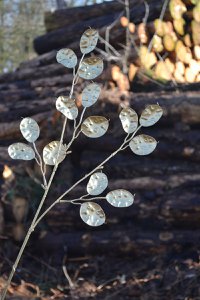 Deko Silber-Dollar "Xmas" gold VE 12