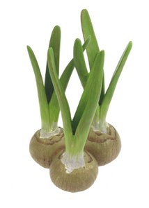 Vaasje met 3 Bloembollen