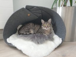 nautilo