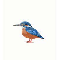 postcard | Kingfisher