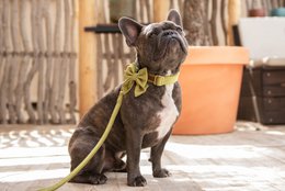 A small, dark-colored dog wearing a green bow tie collar, sitting on a patterned floor with a wooden background.